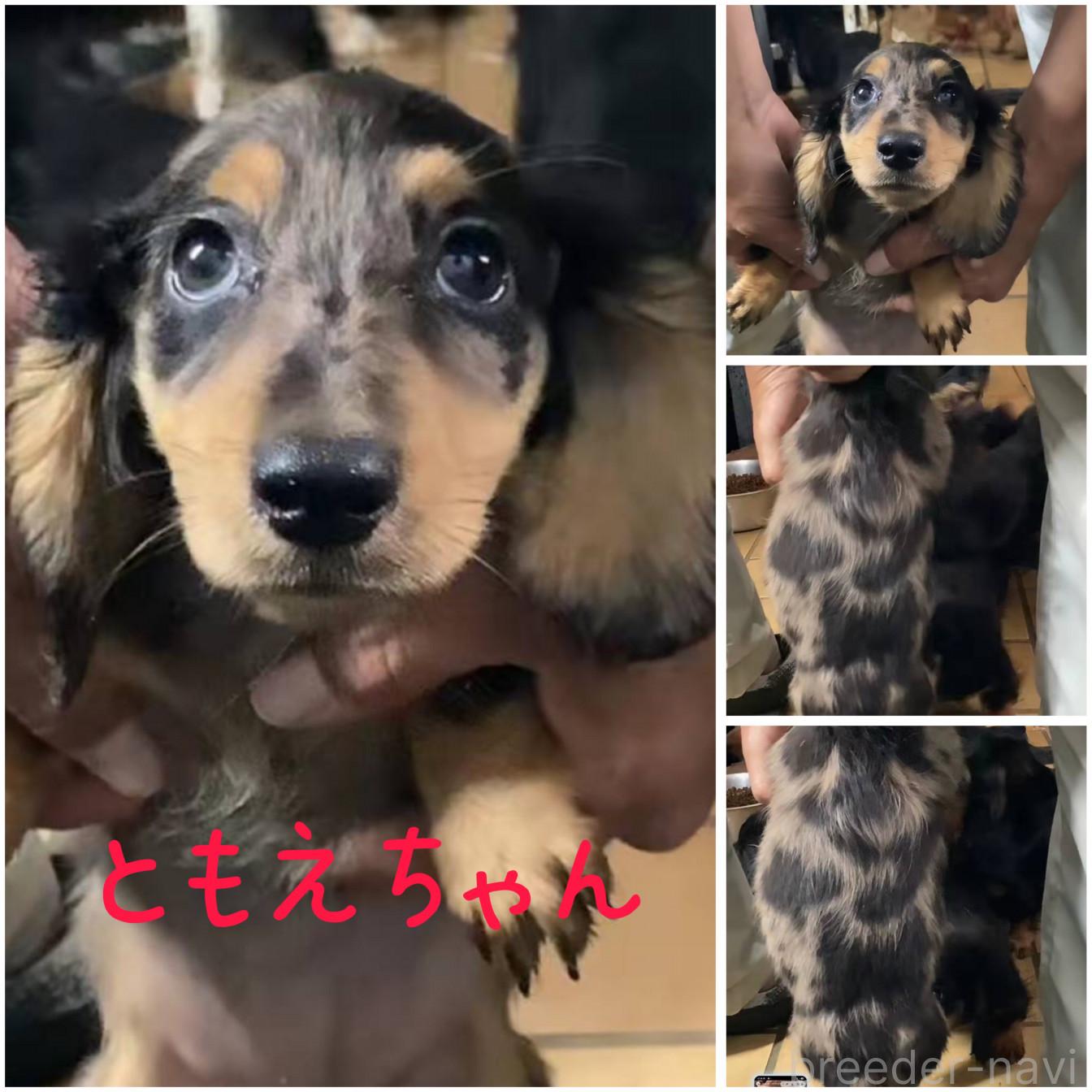販売中の愛知県のミニチュアダックスフンド(ロングヘアード)-389890